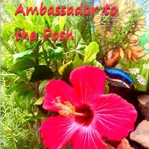 I'm A Posh Ambassador!